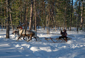 Vassilly Pyak, a Forest Nenets reindeer herder, driving a reindeer sled through the forest near his homestead. Numto. Khanty Mansiysk, Northwest Siberia, Russia
