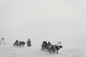 Nenets women travelling by reindeer sled in a storm on the spring migration. Yamal. Siberia. Russia. 1993