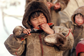 Kosta Serotetto, a Nenets boy, eating raw reindeer meat with a sharp knife. Yamal. Siberia. Russia. 1993