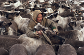 Sergey Khudi, a Nenets reindeer herder selects draught reindeer from a corral. Yamal, Siberia. 1993