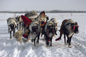 Zina Khudi, a Nenets woman, drives a train of reindeer on the migration Yamal. Siberia. Russia. 1993