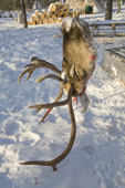 A slaughtered reindeer's head at a winter camp in the Purovsky region of the Yamal. Western Siberia, Russia.