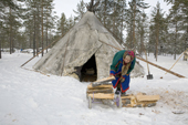 Kaduney Piak, an elderly Forest Nenets woman, collecting firewood at her winter camp in the Purovsky region of the Yamal. Western Siberia, Russia