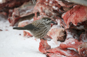 A Nutcracker (Nucifraga caryocatactes) feeding on reindeer meat at a winter herders' camp in the Purovsky region of the Yamal. Western Siberia, Russia