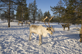 Reindeer at their winter pastures in the forest. Purovsky Region, Yamal, Western Siberia, Russia