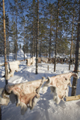 Reindeer skins hanging up to dry at a Forest Nenets winter camp in the Purovsky region of the Yamal. Western Siberia, Russia