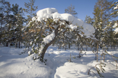 A snow covered stunted larch tree in boreal forest.Purovsky region of the Yamal, Western Siberia, Russia