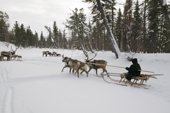 A Forest Nenets man driving a reindeer sled along a frozen river in the Purovsky Region of the Yamal. Western Siberia, Russia