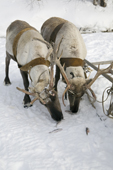 Reindeer eating frozen fish during the winter in the Purovsky region of the Yamal. Western Siberia, Russia.