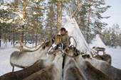 Alexei Piak, a Forest Nenets reindeer herder, feeds frozen fish to some of the reindeer at his winter camp in the Purovsky region of the Yamal. Western Siberia, Russia