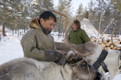 Alexei Piak, a Forest Nenets reindeer herder, harnesses one of his draught reindeer at his winter camp in the Purovsky region of the Yamal. Western Siberia, Russia