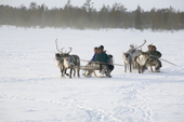 Forest Nenets men returning to their winter camp by reindeer sled. Purovsky region, Yamal, Western Siberia, Russia