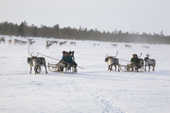 Forest Nenets men returning to their winter camp by reindeer sled. Purovsky region, Yamal, Western Siberia, Russia