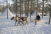 A Forest Nenets man returning to his winter camp by reindeer sled. Purovsky region, Yamal, Western Siberia, Russia