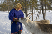 Victor Piak, a Forest Nenets reindeer herder, feeds frozen fish to a young reindeer at his winter camp in the Purovsky region of the Yamal. Western Siberia, Russia