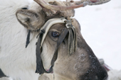 Harnessed draught reindeer in the Purovsky region of the Yamal. Western Siberia, Russia
