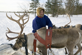 Victor Piak, a Forest Nenets reindeer herder, harnesses one of his draught reindeer at his winter camp in the Purovsky region of the Yamal. Western Siberia, Russia