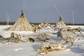 Reindeer skins hanging to dry on a line at a Nenets reindeer herders' winter camp in the Yamal. Western Siberia, Russia