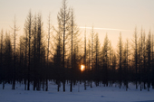 Winter sun setting in the forest near Yarudey. Yamal, Western Siberia, Russia