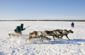 A Nenets man competing in a reindeer race at a herders festival in the Yamal. Western Siberia, Russia