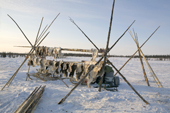 Reindeer skins drying on a rack at a Nenets reindeer herders winter camp in the Yamal. Western Siberia, Russia