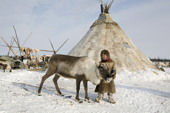 Paedavyaku, a Nenets boy, pets a draught reindeer at his family's winter camp in the Yamal. Western Siberia, Russia