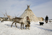Paedavyaku, a Nenets boy, pets a draught reindeer at his family's winter camp in the Yamal. Western Siberia, Russia
