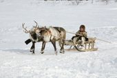 Paedavyaku, a Nenets boy, drives a reindeer sled near his family's winter camp in the Yamal. Western Siberia, Russia