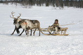 Paedavyaku, a Nenets boy, drives a reindeer sled near his family's winter camp in the Yamal. Western Siberia, Russia