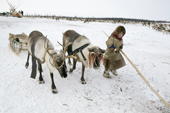 Paedavyaku, a Nenets boy, leads two draught reindeer near his family's winter camp in the Yamal. Western Siberia, Russia