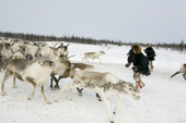 Nenets men sorting their reindeer at their winter camp in the Yamal. Western Siberia. Russia