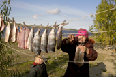 Lidiya, a Khanty woman, hanging up Broad whitefish to dry at a camp on the River Ob. Yamal, Western Siberia, Russia.