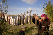 Lidiya, a Khanty woman, hanging up Broad Whitefish to dry at a camp on the River Ob. Yamal, Western Siberia, Russia.
