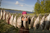 Lidiya, a Khanty woman, hanging up Broad whitefish to dry at a camp on the River Ob. Yamal, Western Siberia, Russia.