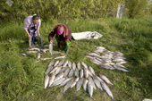 Lidiya Tokhma & her daughter Yulia, Khanty women, sort a catch of Broad Whitefish at a camp on the River Ob. Yamal, Western Siberia, Russia