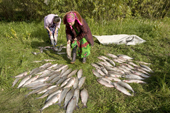 Lidiya Tokhma & her daughter Yulia, Khanty women, sort a catch of Broad Whitefish at a camp on the River Ob. Yamal, Western Siberia, Russia