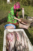 Lidiya Tokhma a Khanty woman, cleaning a catch of Broad Whitefish at a camp on the River Ob. Yamal, Western Siberia, Russia