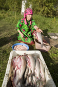Lidiya Tokhma a Khanty woman, cleaning a catch of Broad Whitefish at a camp on the River Ob. Yamal, Western Siberia, Russia