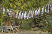 Broad Whitefish hanging up to dry at a Khanty fishing camp on the River Ob near Aksarka. Yamal, Western Siberia, Russia.