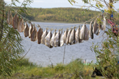 Broad Whitefish hanging up to dry at a Khanty fishing camp on the River Ob near Aksarka. Yamal, Western Siberia, Russia.