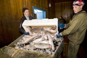Workers putting fish onto a conveyor belt at the fish plant in Aksarka on the River Ob. Yamal, Western Siberia, Russia