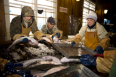 Workers sorting fish at the fish plant in Aksarka on the River Ob. Yamal, Western Siberia, Russia