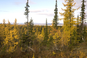 Boreal forest in autumn colour near Gornoknyazevsk. Yamal, Western Siberia, Russia