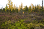 Boreal forest and tundra in autumn colour near Gornoknyazevsk in the Yamal. Western Siberia, Russia