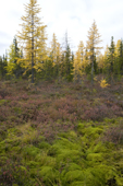 Boreal forest and tundra in autumn colour near Gornoknyazevsk in the Yamal. Western Siberia, Russia