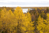 View of the River Ob through boreal forest in autumn colour near Gornoknyazevsk. Yamal, Western Siberia, Russia