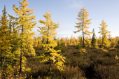 Forest tundra near Gornoknyazevsk with larch trees in autumn colour. Yamal, Western Siberia, Russia