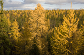 Boreal forest near Gornoknyazevsk with larch trees in autumn colour. Yamal, Western Siberia, Russia