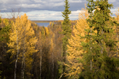 Boreal forest near Gornoknyazevsk with larch & birch trees in autumn colour. Yamal, Western Siberia, Russia