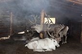 The Selkup light fires in wooden shelters for their reindeer. The smoke helps keep mosquitoes & black flies away. Krasnoselkup, Yamal, Western Siberia, Russia